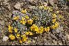 <em>Physaria alpina</em>